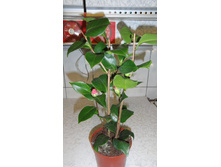 ������� �������� ������ ���� - 550- 750  ���.