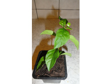 ������� �����- 150  ���.