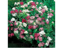 ������ �������� «��������».jpg