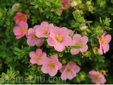 ���������� ��� «��������».jpg