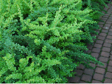 �������� �������� «���� ��������»1.jpg