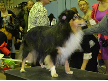 ���� �����