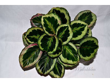 ������� ������ (Calathea roseopicta Marion ) 300- 400 ���.