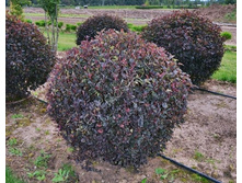 ������������� ������������� «��� �����».JPG