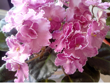 IMG 20151007 100401.jpg