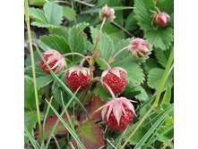 ��������� «��������».jpg