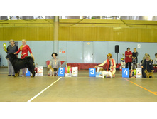 ���� �������