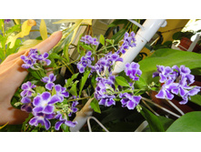 �������  ���������� � ����� ������- ������ �������� ....