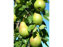 ����� �������� ��������-400�