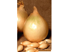 ������ F1 (������ 14-21) 142���. �� 900�., 71���. �� 450� (� ������ ������ ���������� ������� �� 450�.).gif