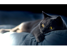 Ws Cat on blue sheets 1280x800-1.jpg