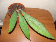 Hoya clemensiorum long leaves.
