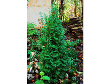 ��� �������� «������� �������������».jpg