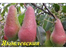 ����� �����������-400�