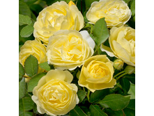 ���� ����� ��������� ���� �������� � ������� 180�