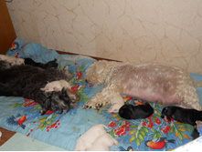 ����� ��������� 002.jpg