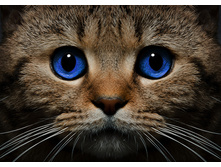 ���������� ��� 38*48 ag497 - 1097 ���.