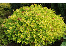 ������ �������� «���� �����»1.jpg