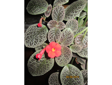 ������� ������.