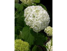 ������� (�� ���)*����.