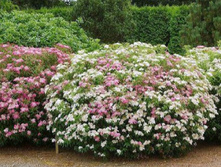 ������ �������� «��������»1.jpeg