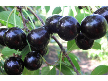 ����� ������ ������������-410�.jpg