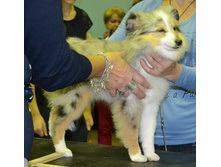 ���� �����