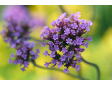 ������� IFRA (Duellberg Konzentra)