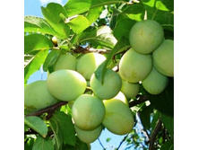 ����� ���� 420�