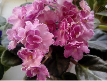 IMG 20151007 100549.jpg