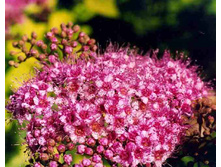 ������ �������� «���� �����» 1.jpg