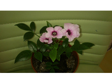 �������� �������������