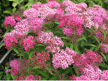 ������ ��������.jpg