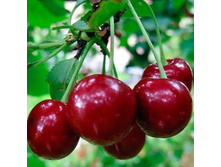 ����� ���������-410�.jpg