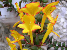 �������� �������� (������ ��������)