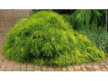 ����������� ������������� «��������».jpg