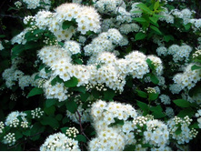 ������ ���������������.jpg