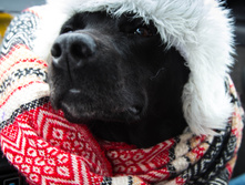 ��� ������� �������!)