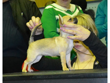 ���� ��������