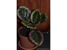 ������� ������ (Calathea roseopicta Marion ).jpg