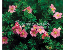 �������� ������������� "Pink Beauty" 222�