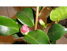 ������� �������� ������ ����