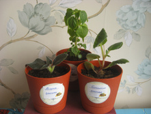 ���������� ��������