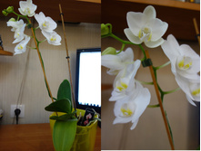 ����� ������� �������