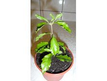 �������  ���������� � ����� ������ - 170-200 ���.