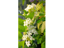 ������� �����