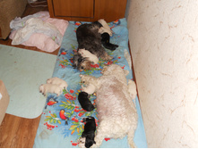 ����� ��������� 001.jpg