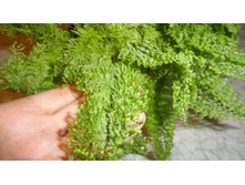 ���������� ���������� � �������� ������� ������� .....����������-Smithii.