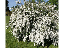 ������ ���������� «���� ���».jpg