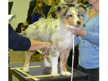 ���� �����